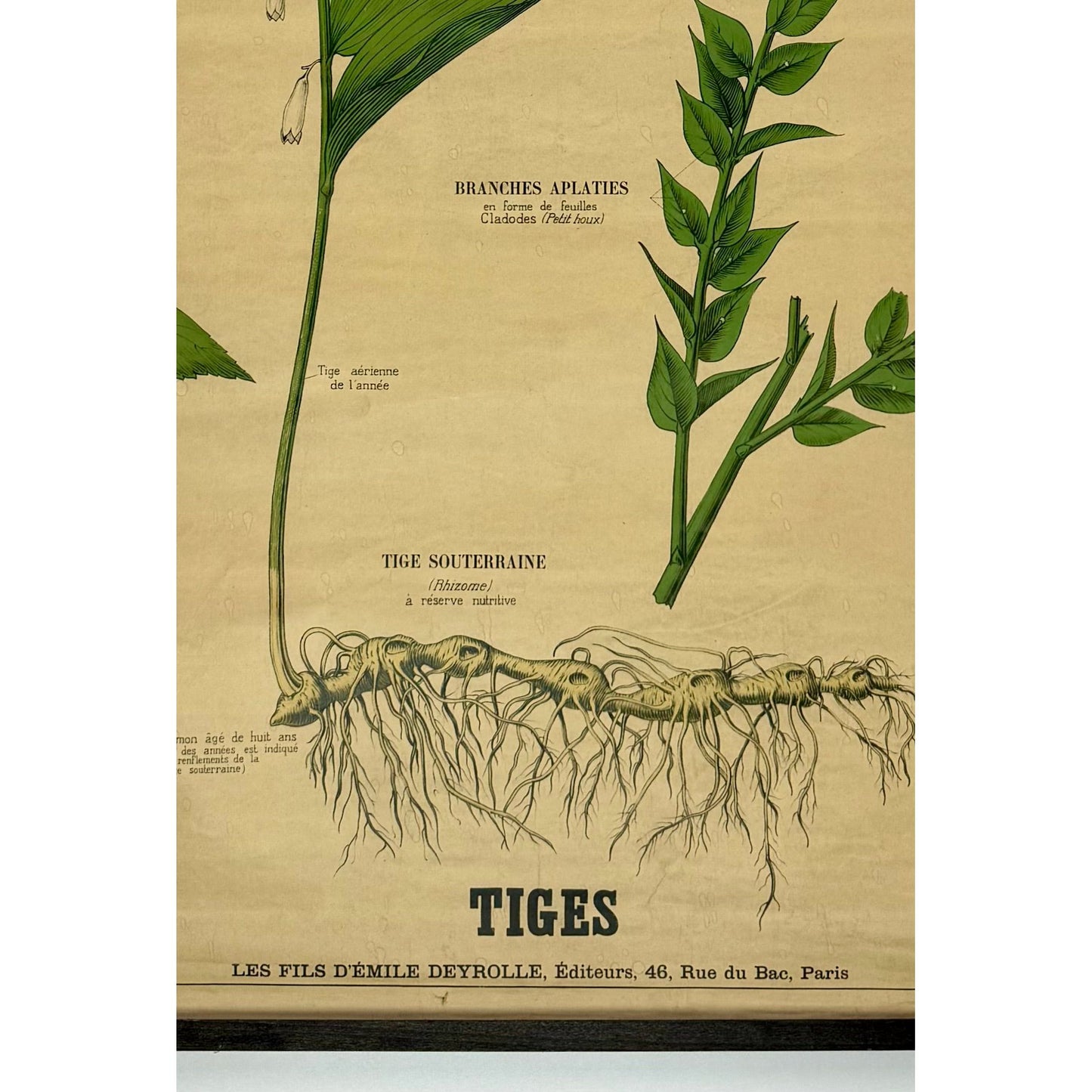 ORIGINAL POSTER - 1930s - SCHOOL CHART / TIGES (FRENCH) No 26