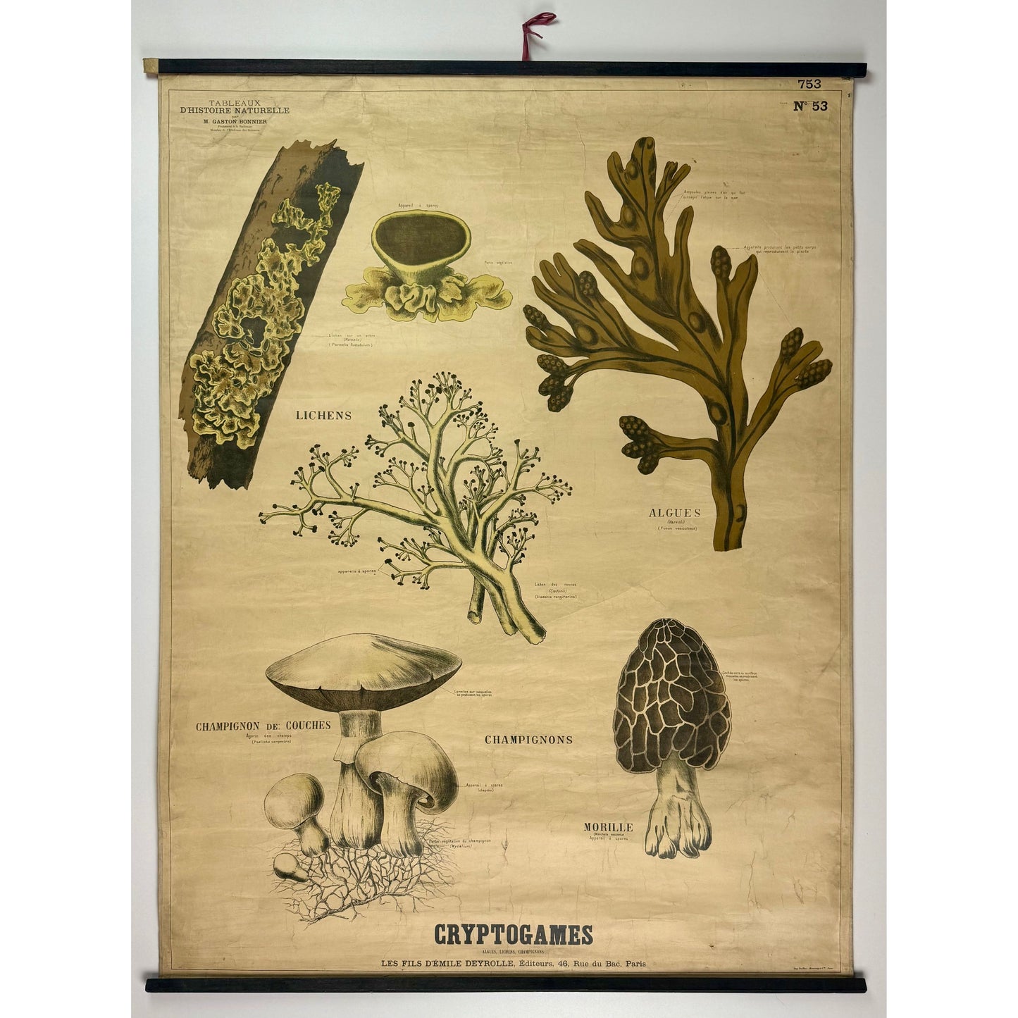 ORIGINAL POSTER - 1930s - SCHOOL CHART / CRYPTOGAMES (FRENCH) No 53