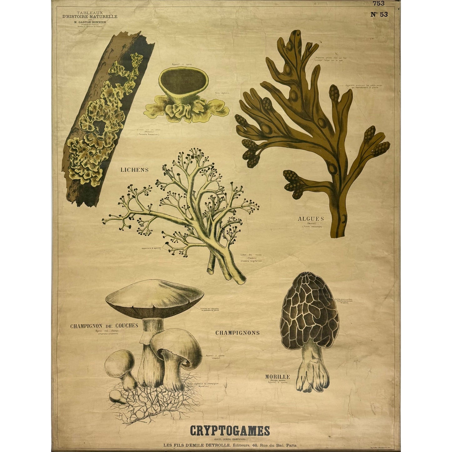 ORIGINAL POSTER - 1930s - SCHOOL CHART / CRYPTOGAMES (FRENCH) No 53