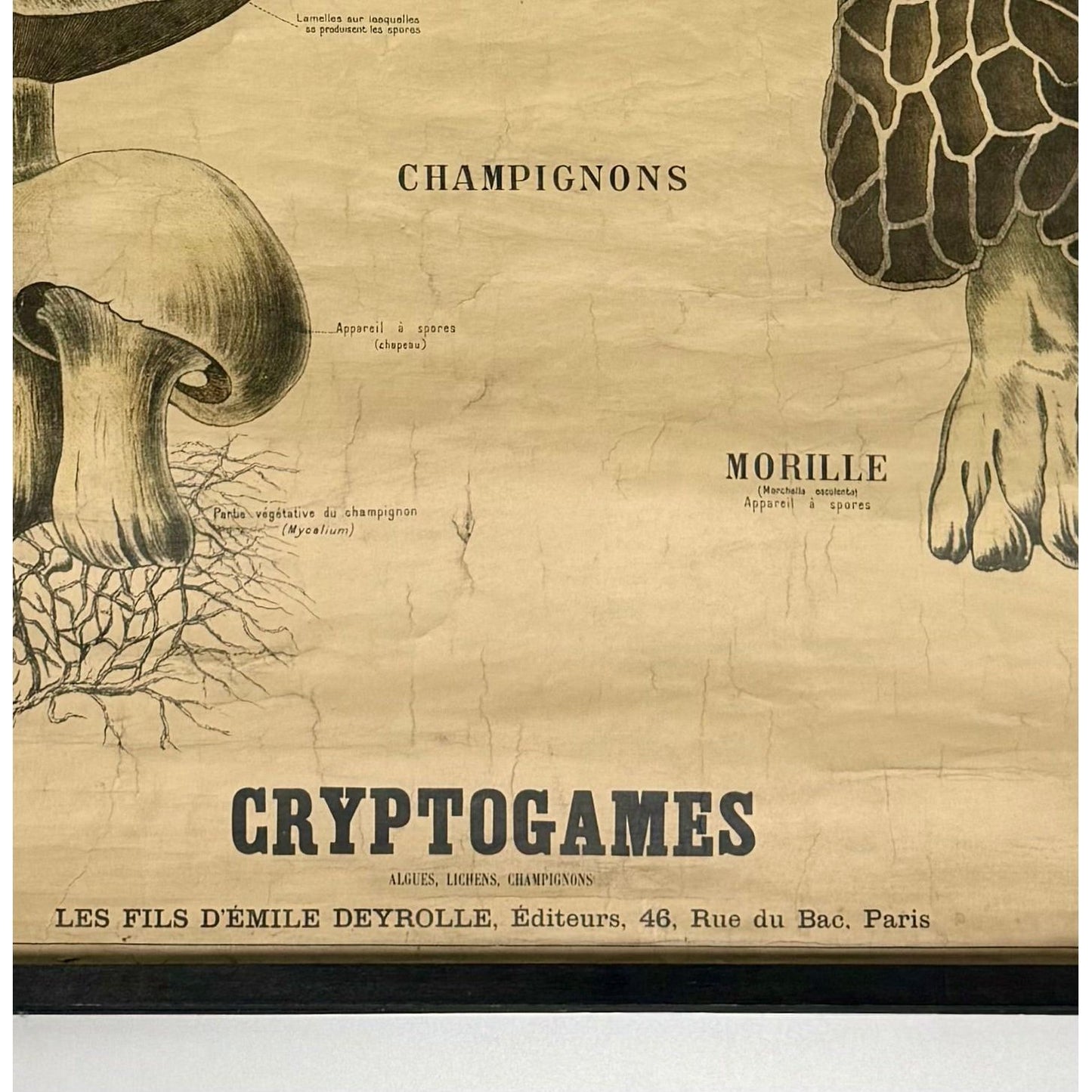 ORIGINAL POSTER - 1930s - SCHOOL CHART / CRYPTOGAMES (FRENCH) No 53