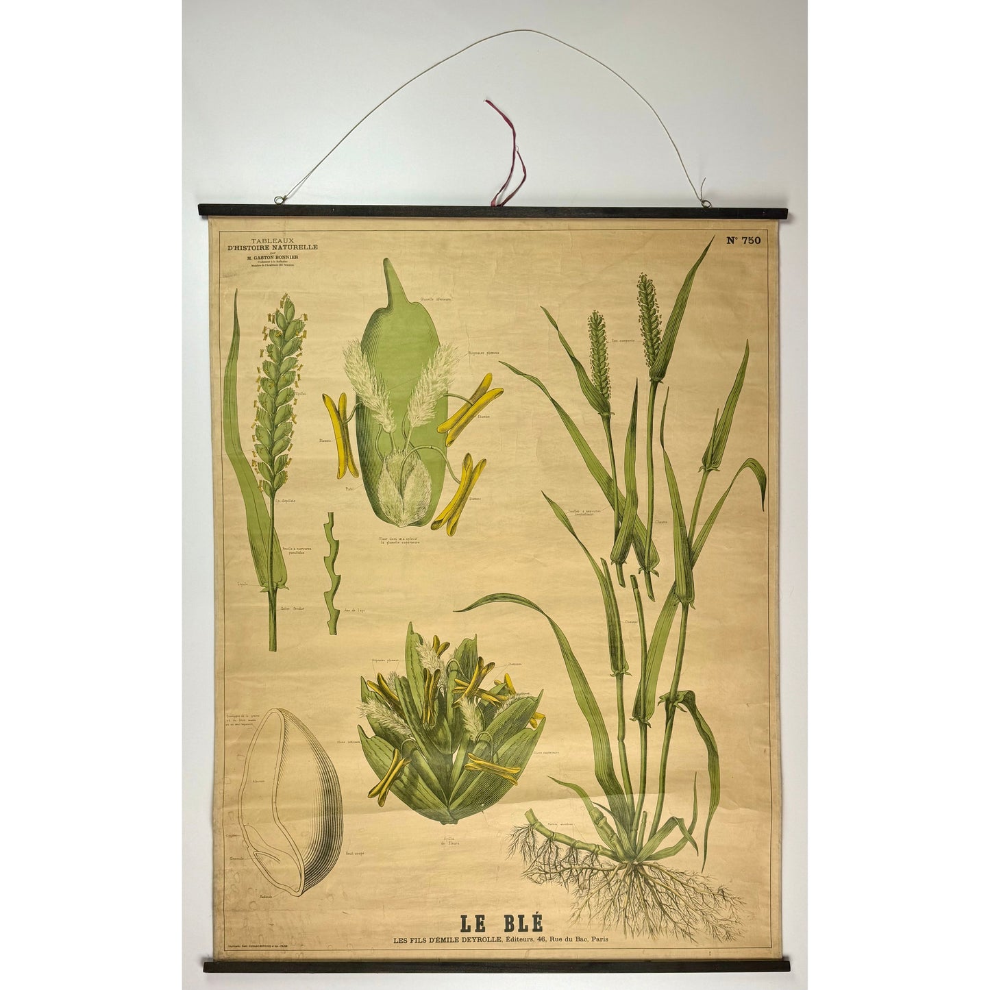 ORIGINAL POSTER - 1930s - SCHOOL CHART / LE BLÉ (FRENCH) No 750
