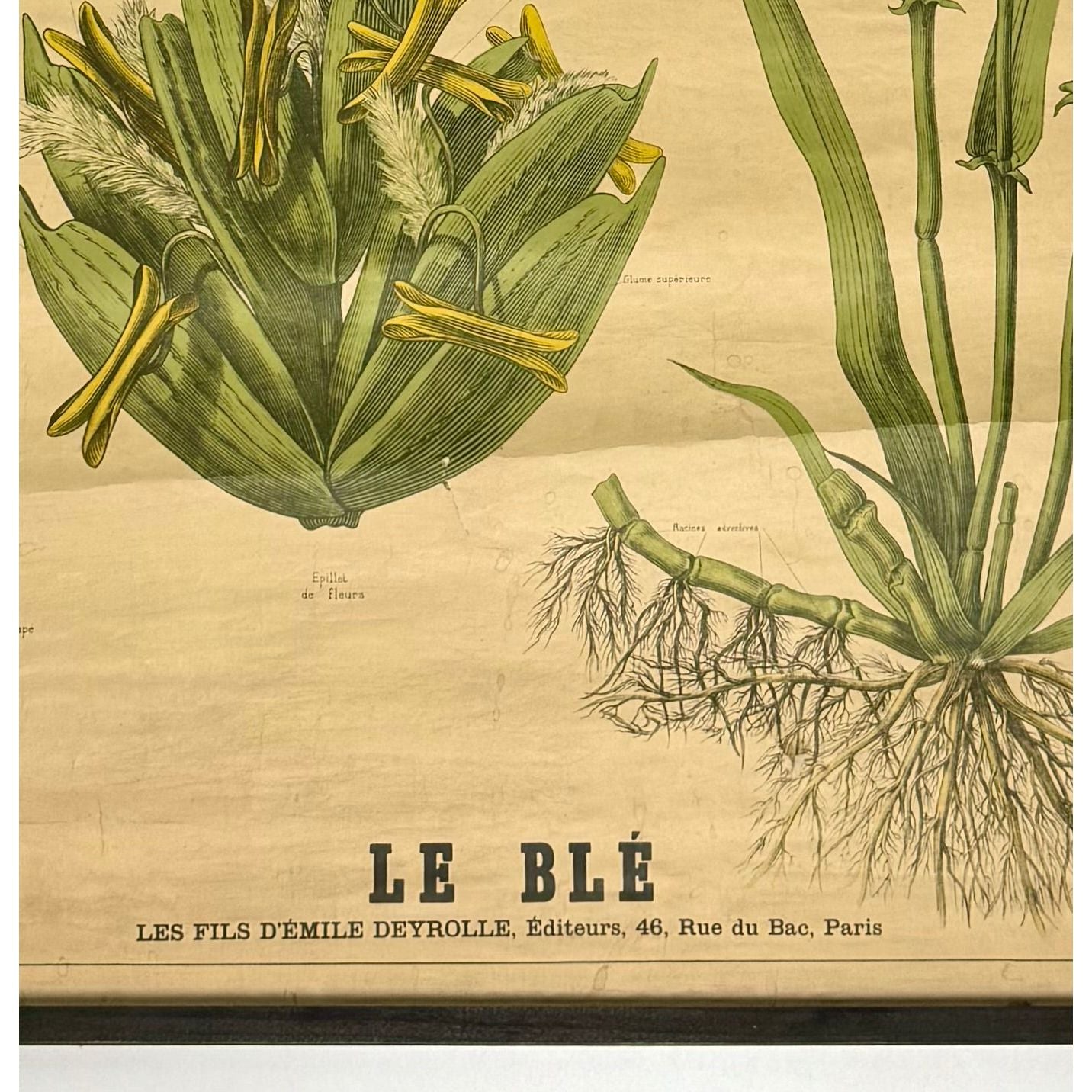 ORIGINAL POSTER - 1930s - SCHOOL CHART / LE BLÉ (FRENCH) No 750