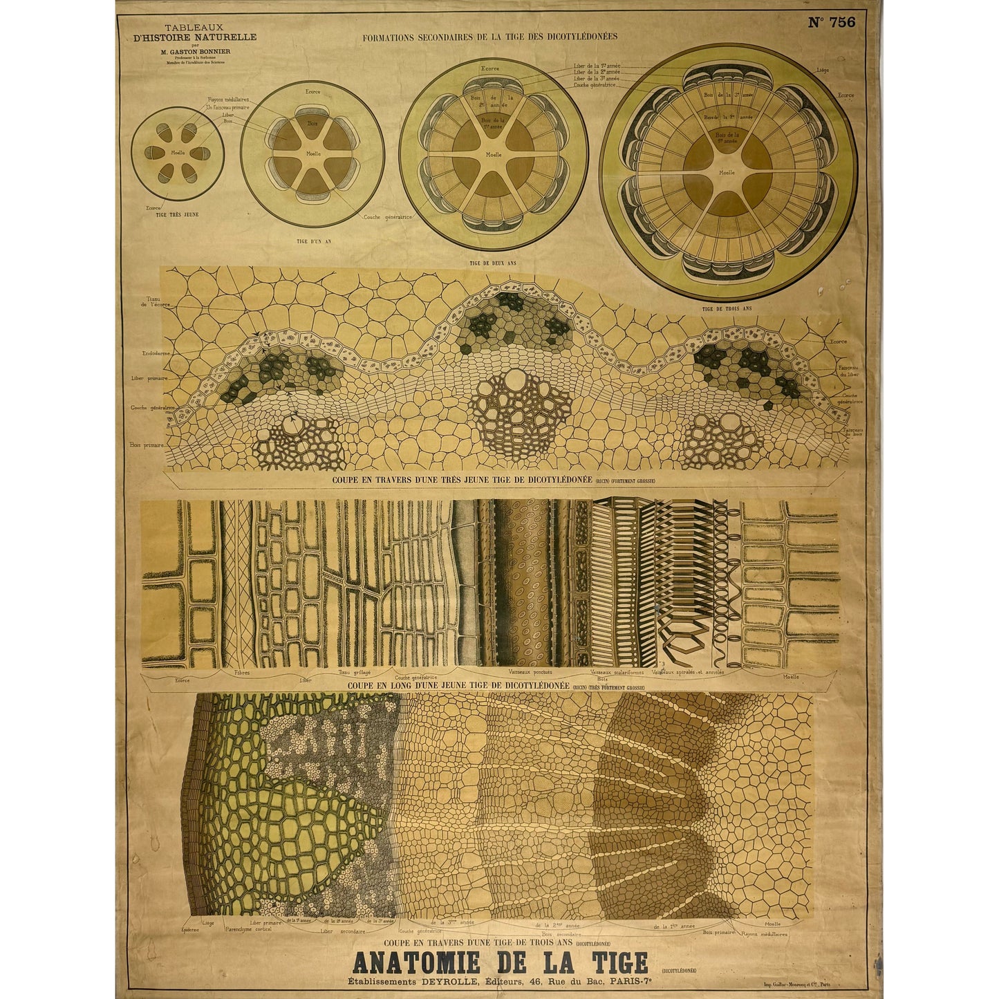 ORIGINAL POSTER - 1930s - SCHOOL CHART / ANATOMIE DE LA TIGE (FRENCH) No 756