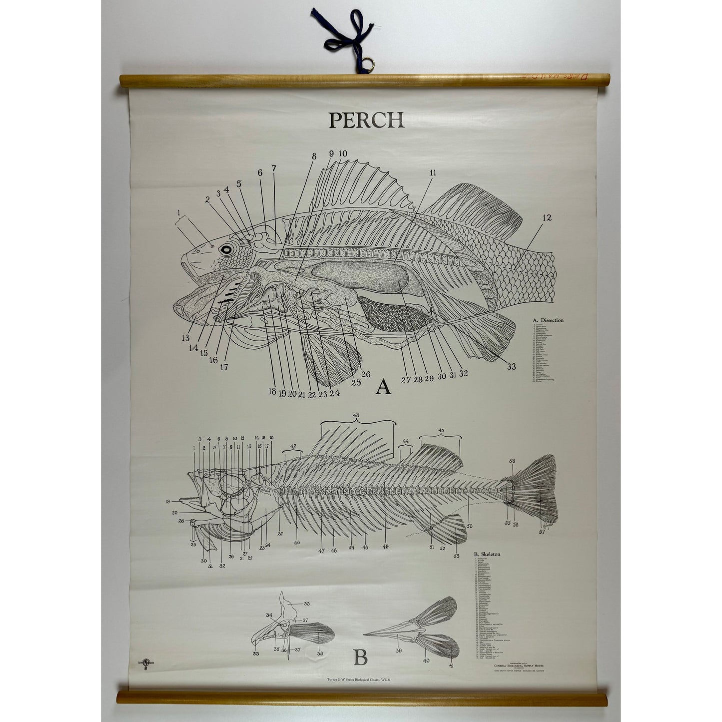 ORIGINAL POSTER - 1950s - BIOLOGICAL SCHOOL CHART / PERCH - WC31