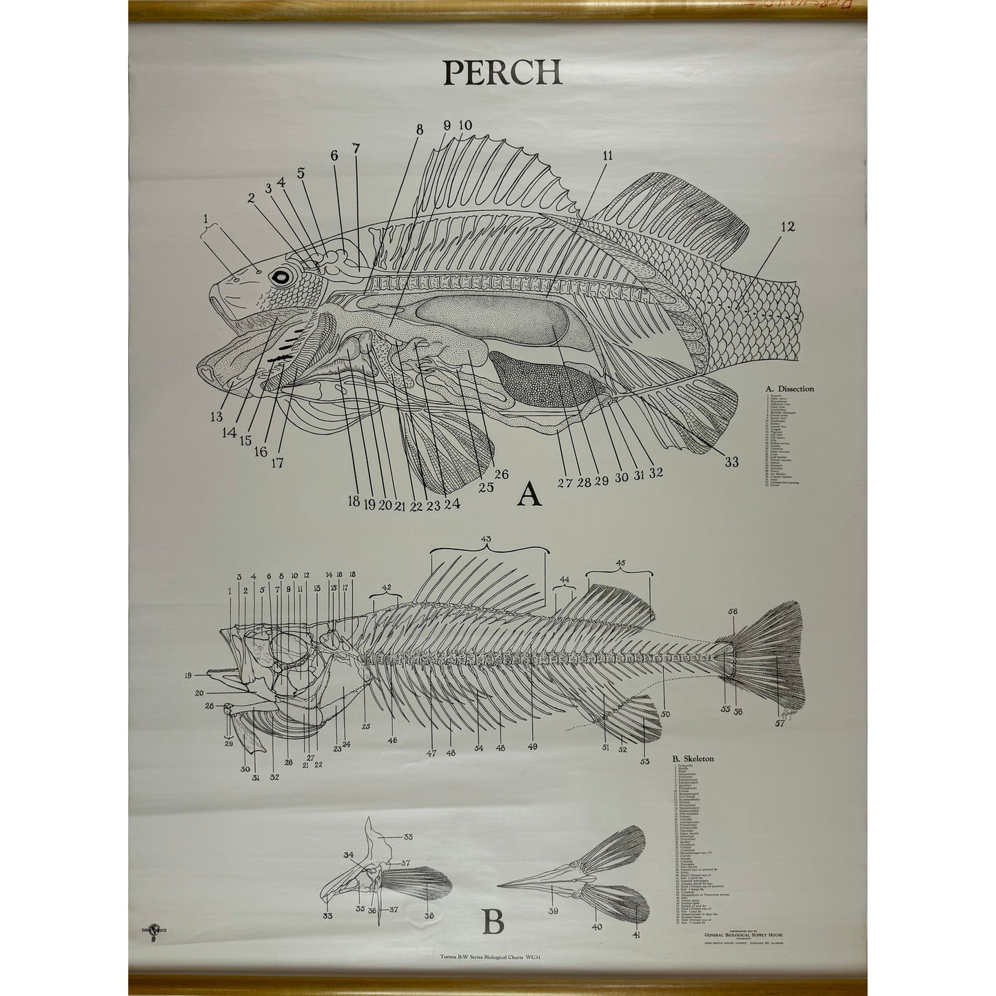 ORIGINAL POSTER - 1950s - BIOLOGICAL SCHOOL CHART / PERCH - WC31