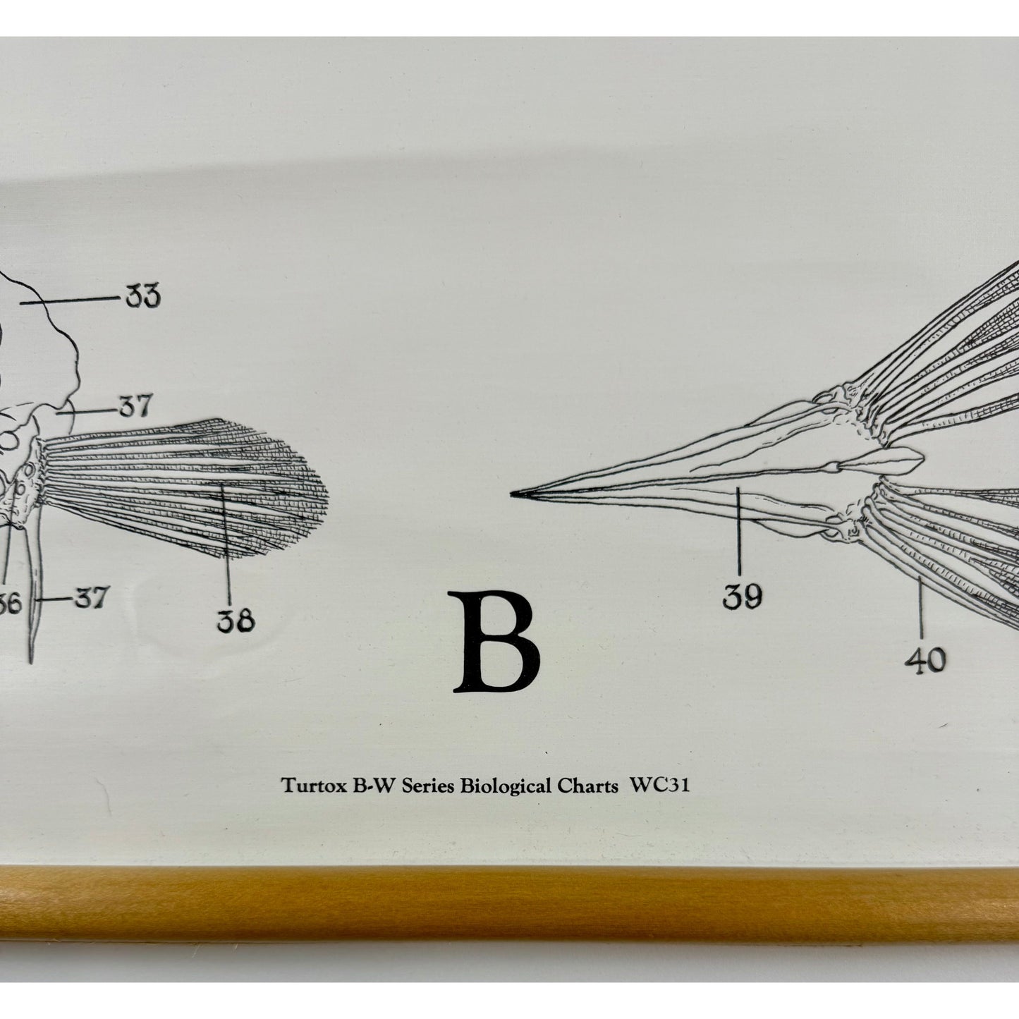 ORIGINAL POSTER - 1950s - BIOLOGICAL SCHOOL CHART / PERCH - WC31