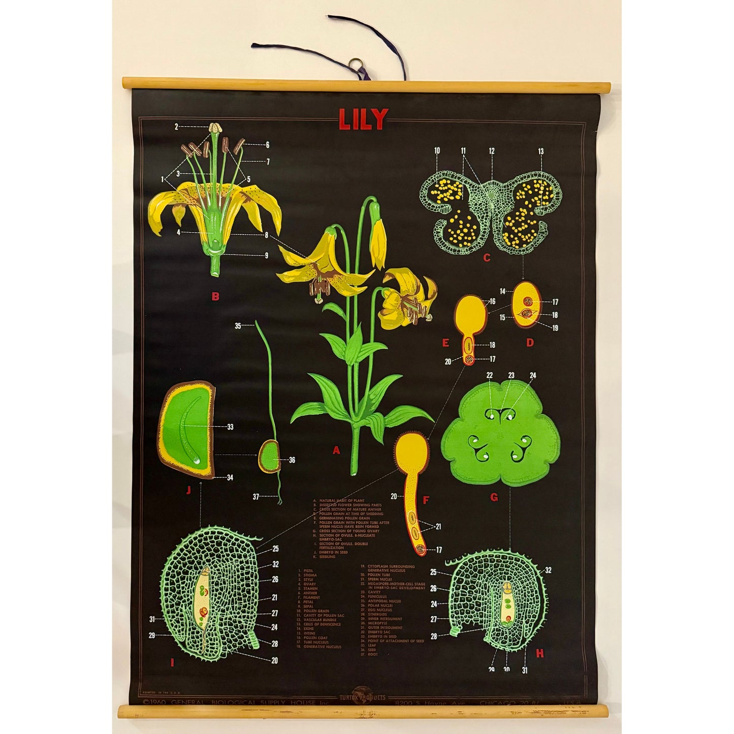 ORIGINAL POSTER - 1960s - BIOLOGICAL SCHOOL CHART / LILY