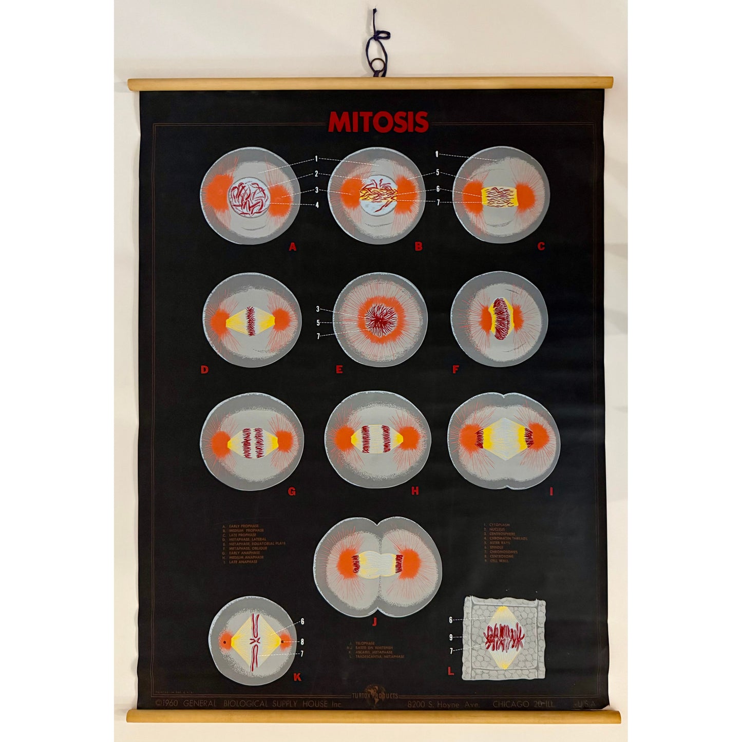 ORIGINAL POSTER - 1960s - BIOLOGICAL SCHOOL CHART / MITOSIS