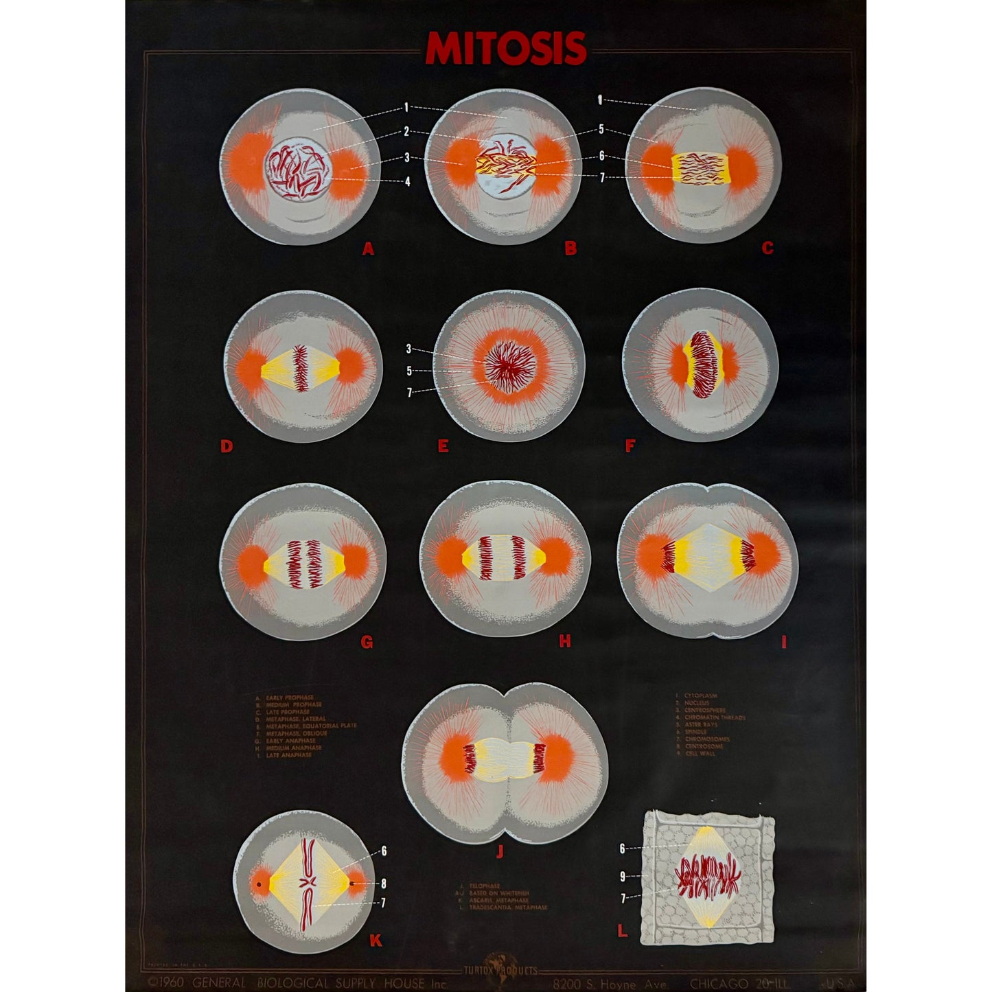 ORIGINAL POSTER - 1960s - BIOLOGICAL SCHOOL CHART / MITOSIS