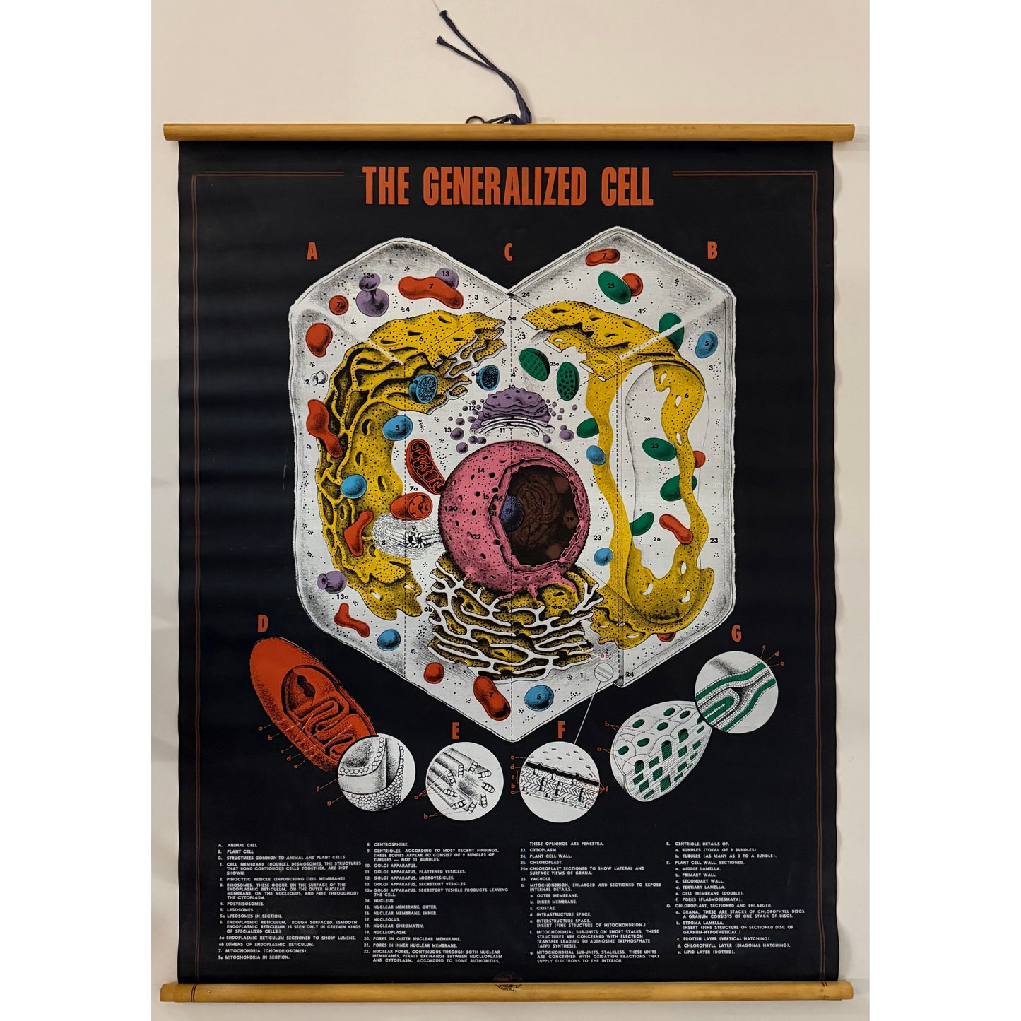 ORIGINAL POSTER - 1960s - BIOLOGICAL SCHOOL CHART / THE GENERALIZED CELL