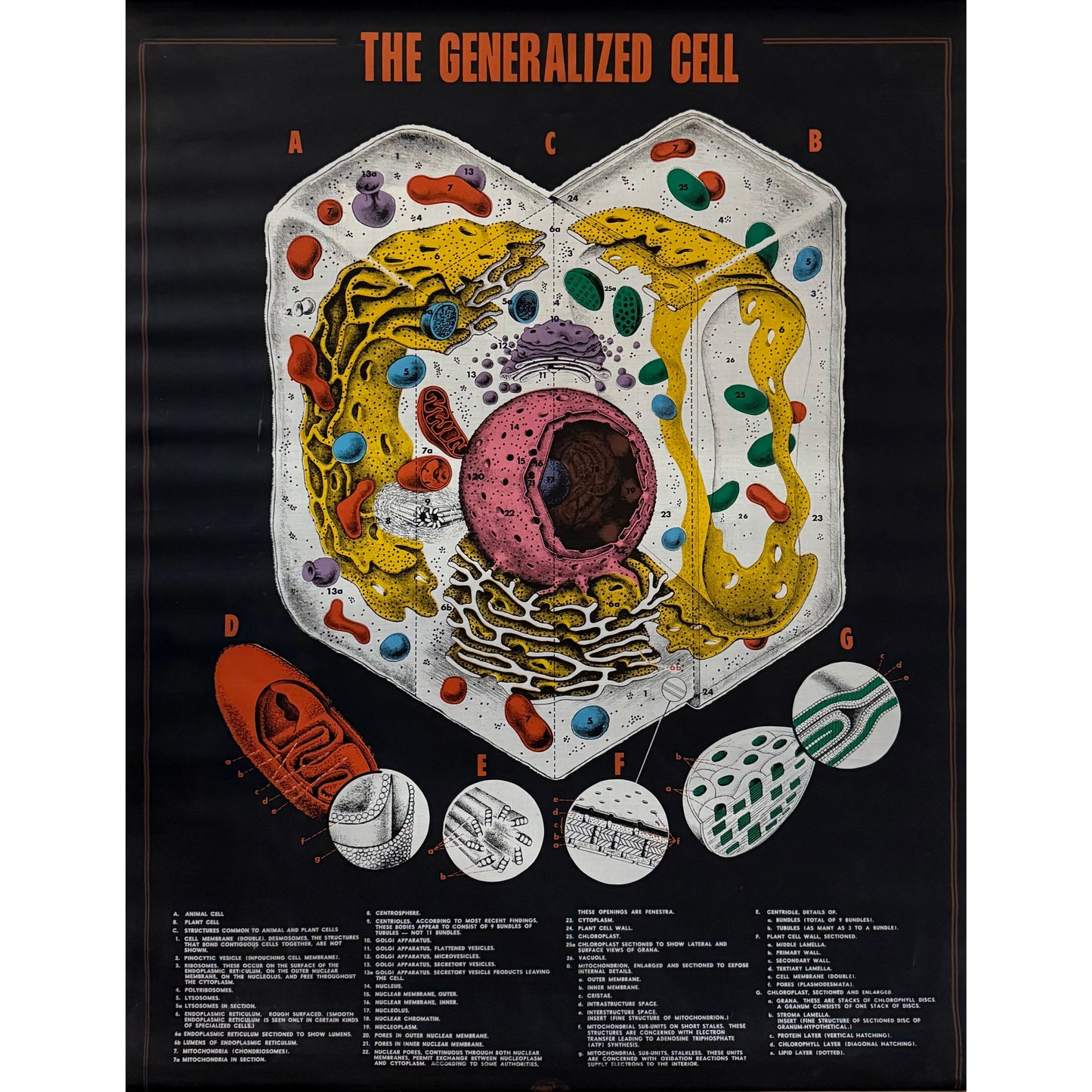 ORIGINAL POSTER - 1960s - BIOLOGICAL SCHOOL CHART / THE GENERALIZED CELL