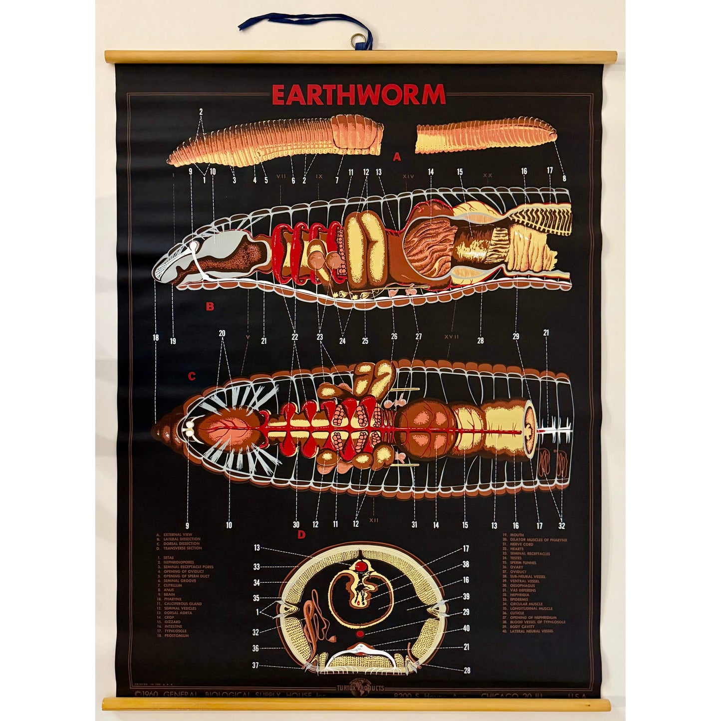 ORIGINAL POSTER - 1960s - BIOLOGICAL SCHOOL CHART / EARTHWORM