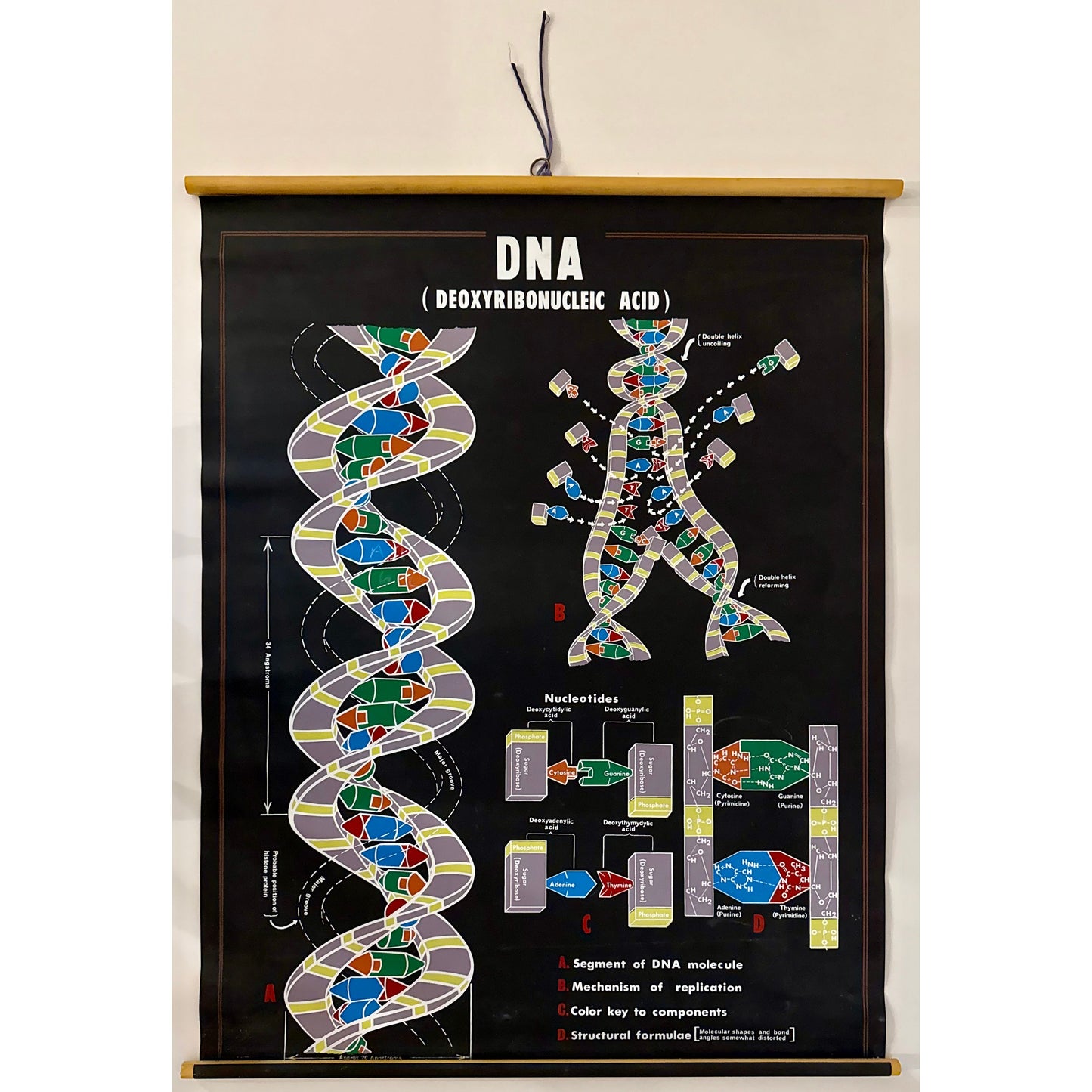 ORIGINAL POSTER - 1960s - BIOLOGICAL SCHOOL CHART / DNA