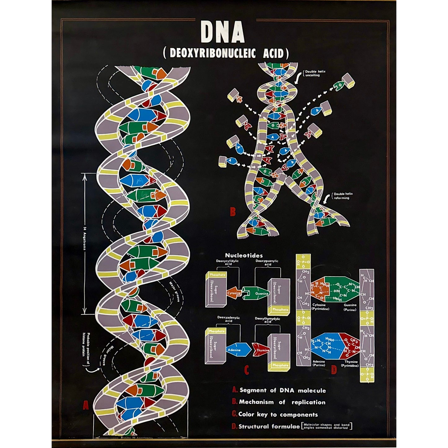 ORIGINAL POSTER - 1960s - BIOLOGICAL SCHOOL CHART / DNA