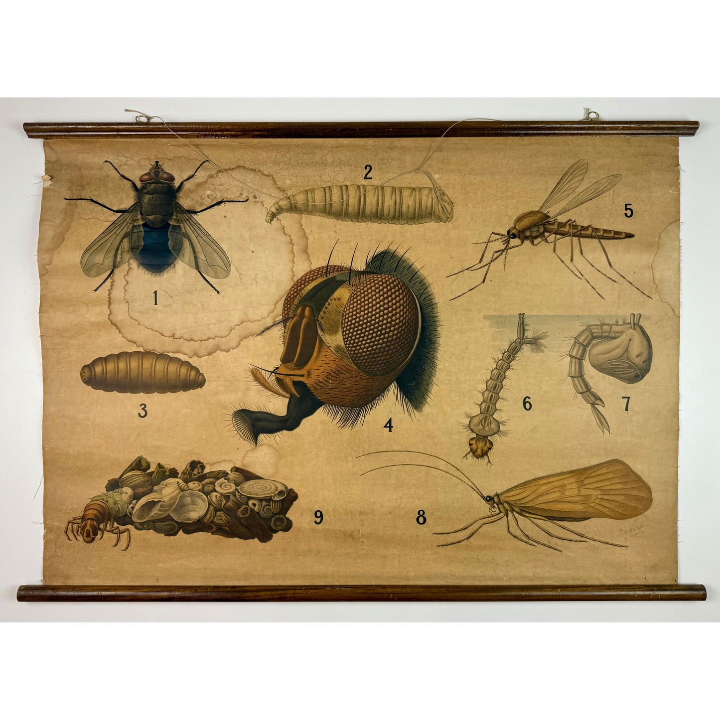 ORIGINAL POSTER - 1930s - BIOLOGICAL SCHOOL CHART / FLY & MOSQUITO (No 6)