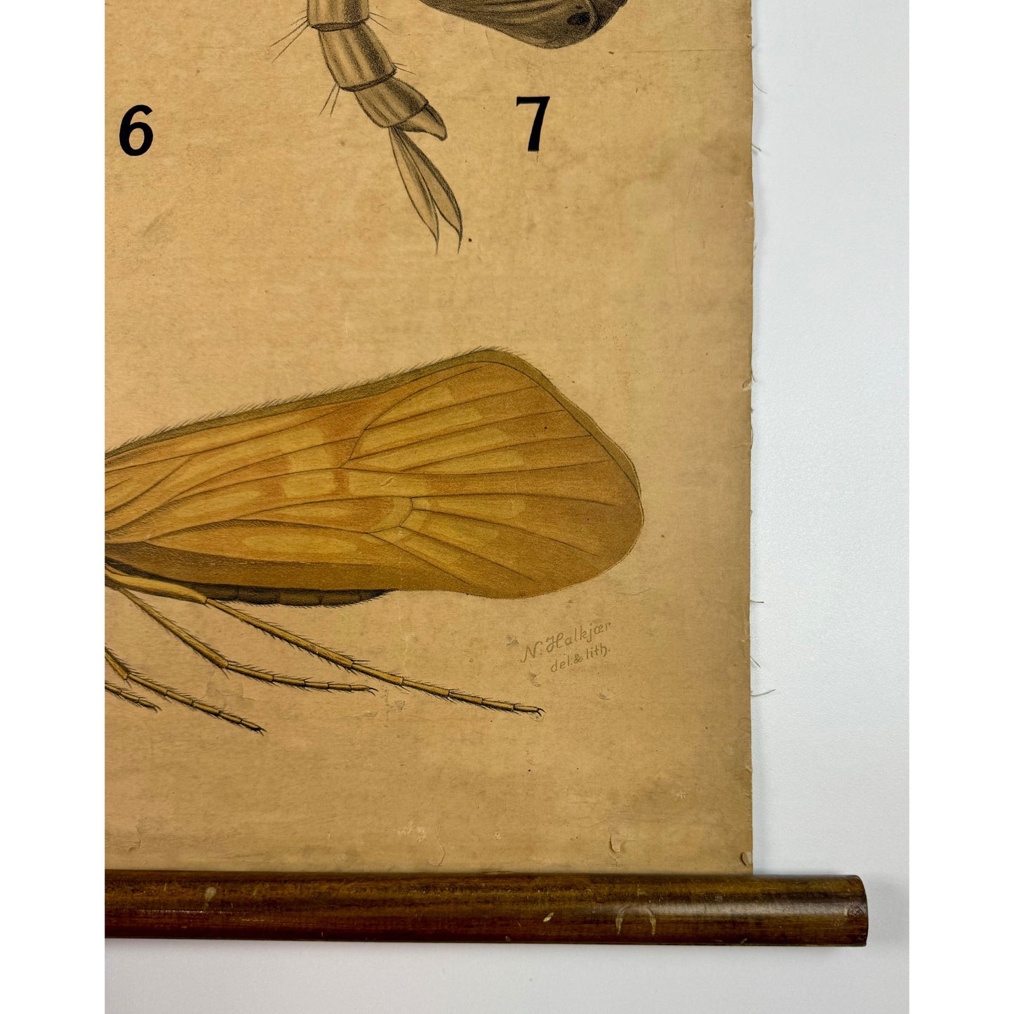 ORIGINAL POSTER - 1930s - BIOLOGICAL SCHOOL CHART / FLY & MOSQUITO (No 6)