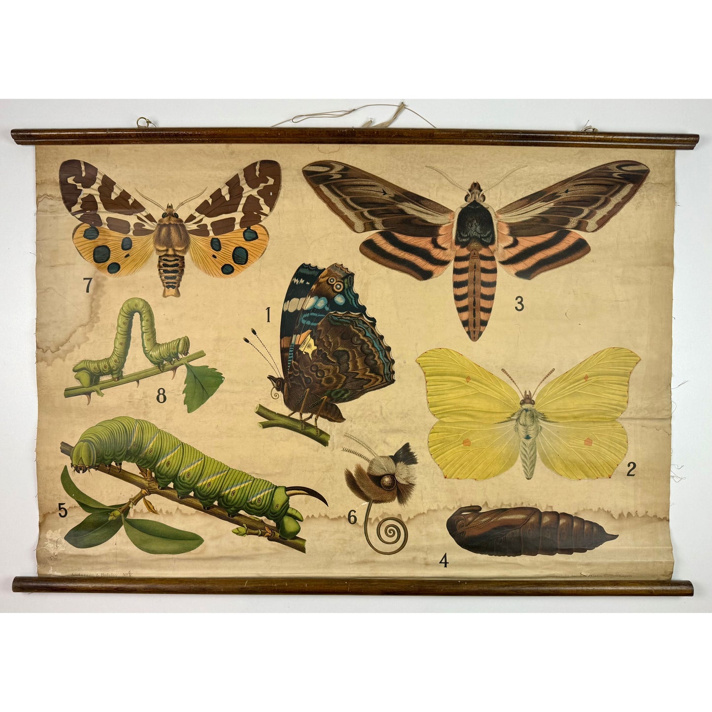 ORIGINAL POSTER - 1930s - BIOLOGICAL SCHOOL CHART / BUTTERFLIES (No 5)