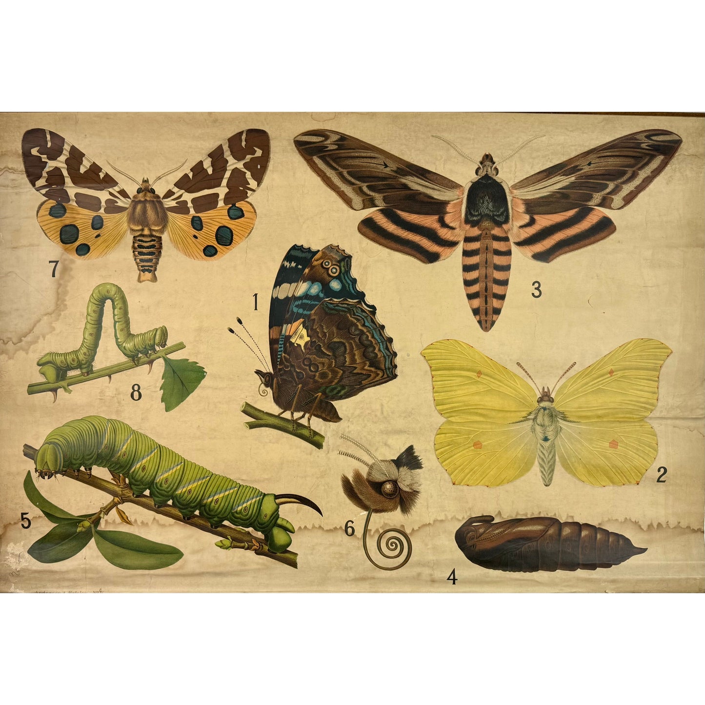 ORIGINAL POSTER - 1930s - BIOLOGICAL SCHOOL CHART / BUTTERFLIES (No 5)