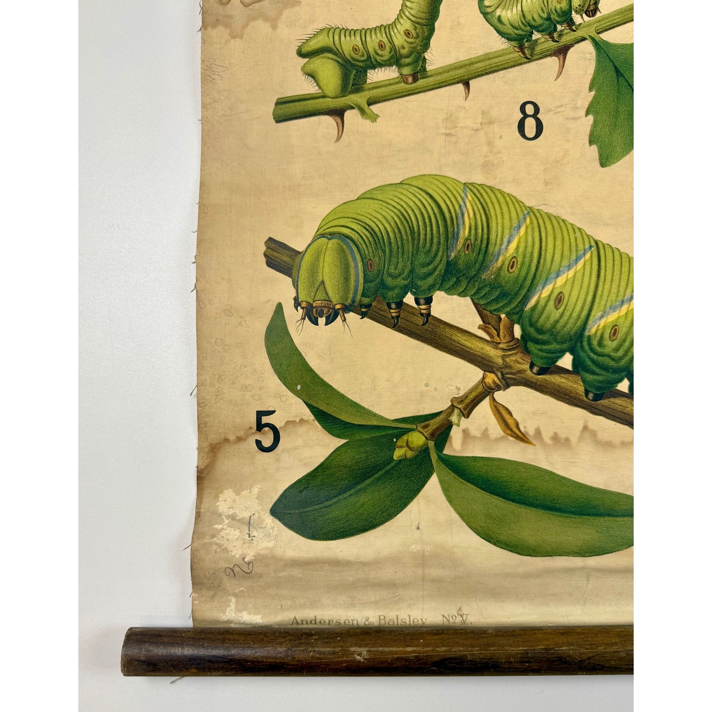 ORIGINAL POSTER - 1930s - BIOLOGICAL SCHOOL CHART / BUTTERFLIES (No 5)