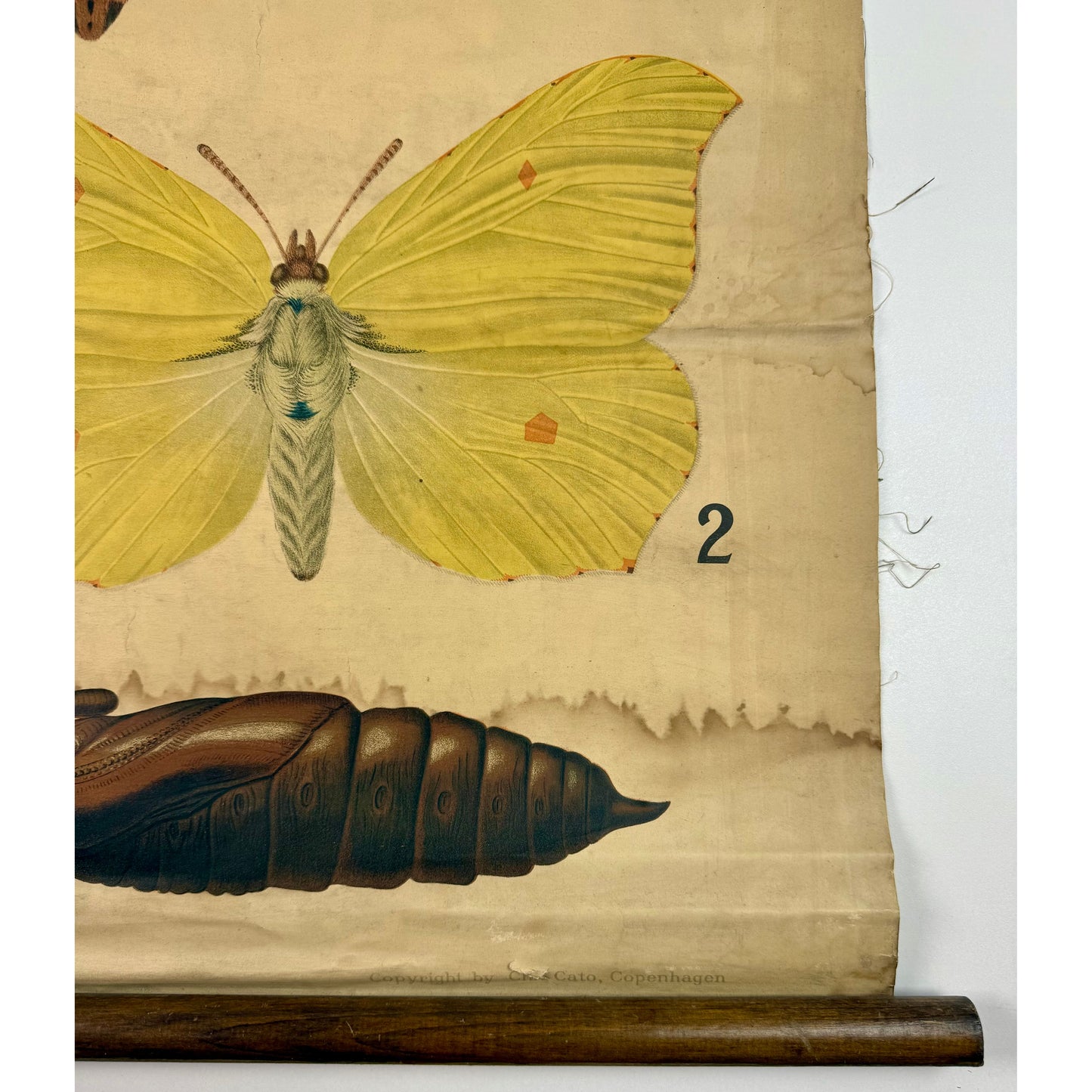 ORIGINAL POSTER - 1930s - BIOLOGICAL SCHOOL CHART / BUTTERFLIES (No 5)
