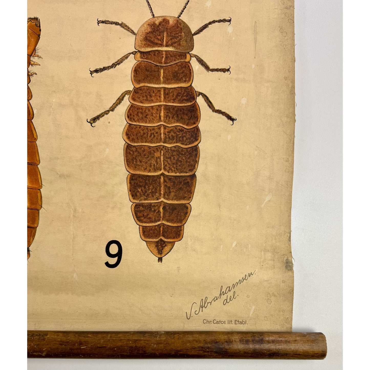 ORIGINAL POSTER - 1920s - BIOLOGICAL SCHOOL CHART / BEETLES II (No 8)