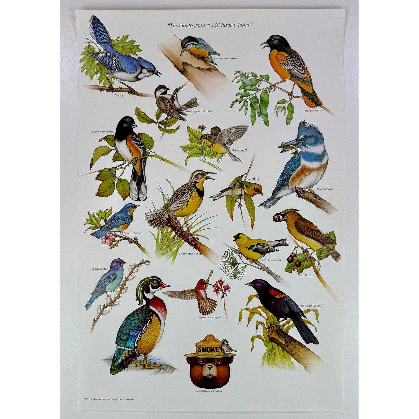ORIGINAL POSTER - 1980s - SMOKEY BEAR & NORTH AMERICAN BIRDS