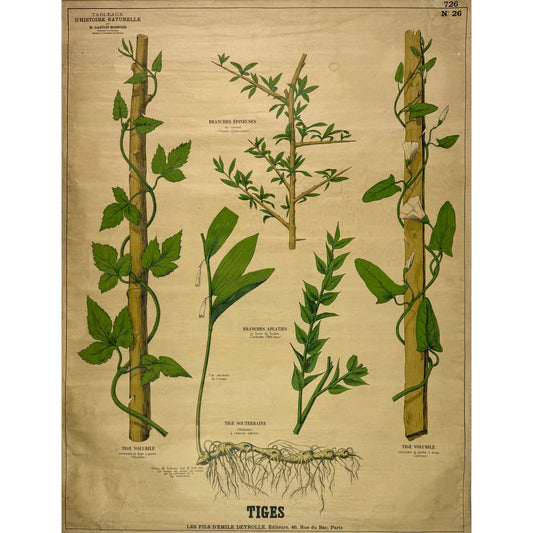 ORIGINAL POSTER - 1930s - SCHOOL CHART / TIGES (FRENCH) No 26