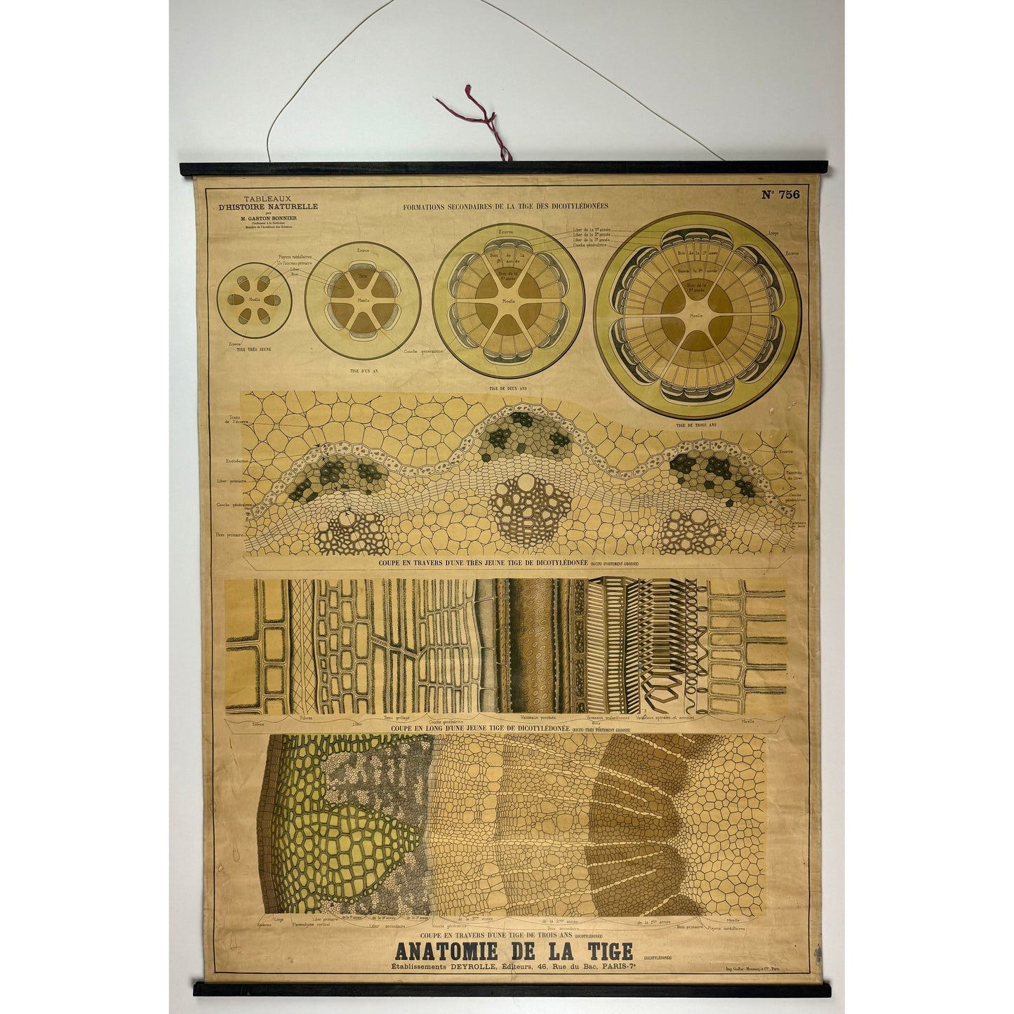 ORIGINAL POSTER - 1930s - SCHOOL CHART / ANATOMIE DE LA TIGE (FRENCH) No 756