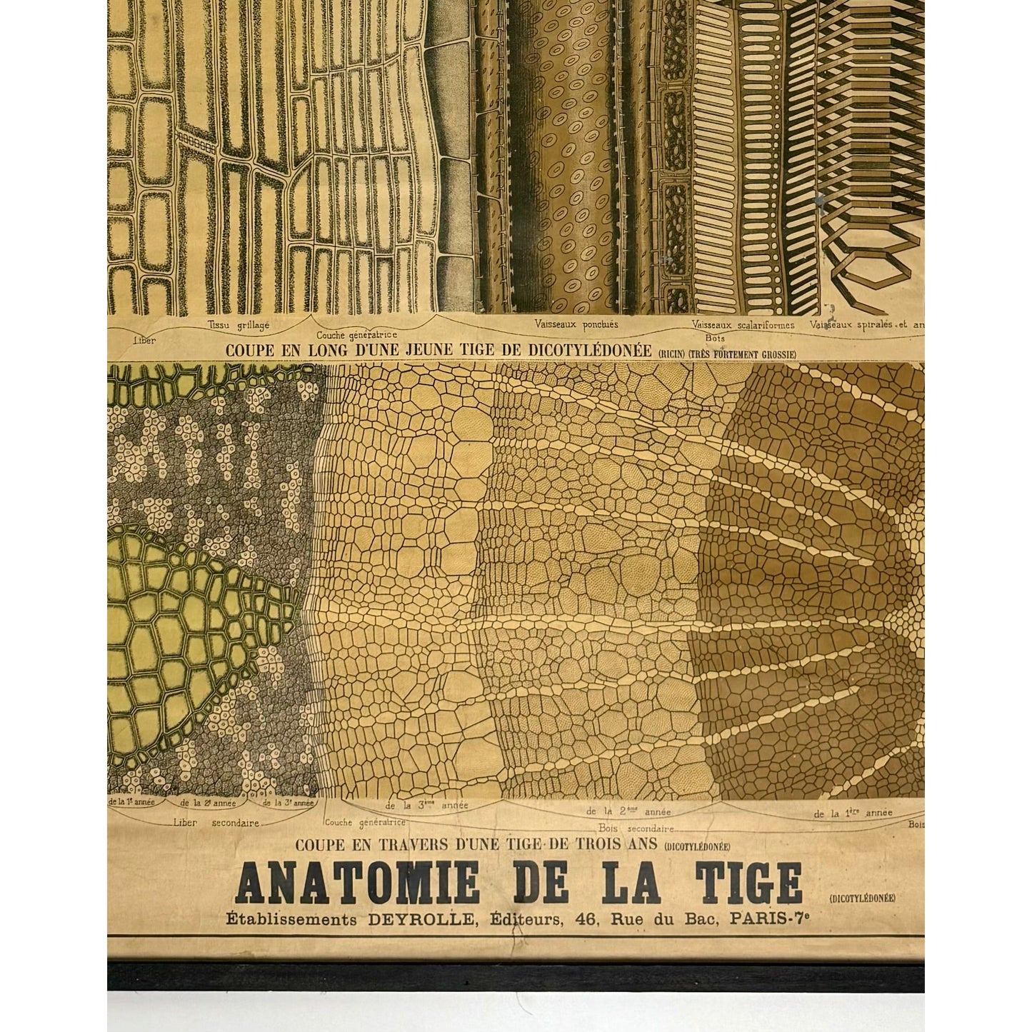 ORIGINAL POSTER - 1930s - SCHOOL CHART / ANATOMIE DE LA TIGE (FRENCH) No 756