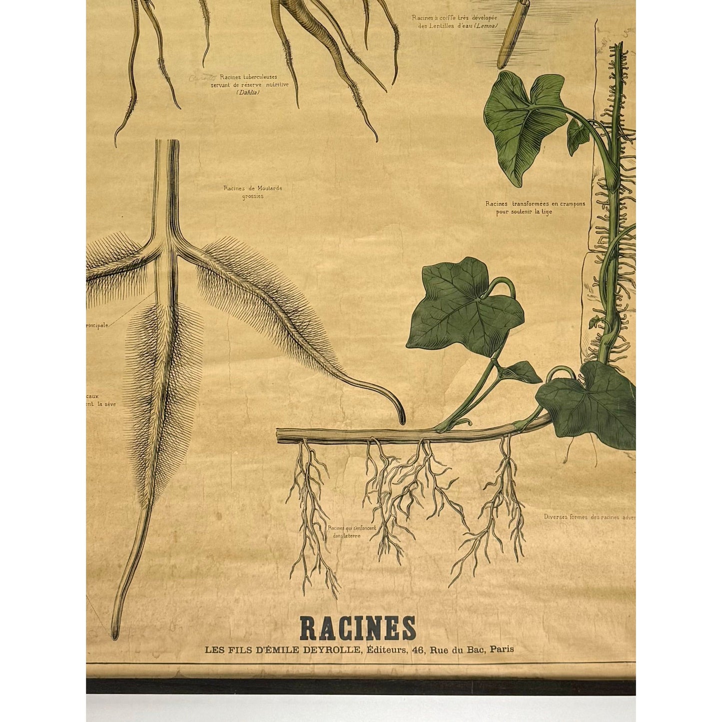 ORIGINAL POSTER - 1930s - SCHOOL CHART / RACINES (FRENCH) No 725