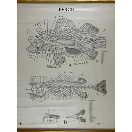 ORIGINAL POSTER - 1950s - BIOLOGICAL SCHOOL CHART / PERCH - WC31