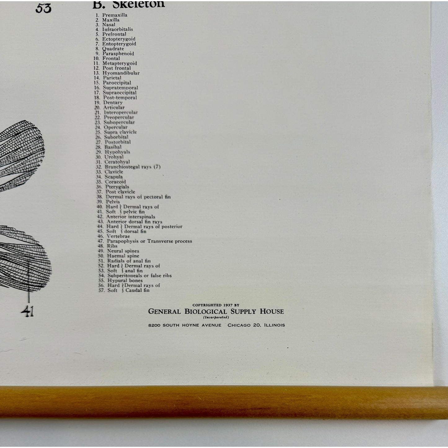 ORIGINAL POSTER - 1950s - BIOLOGICAL SCHOOL CHART / PERCH - WC31