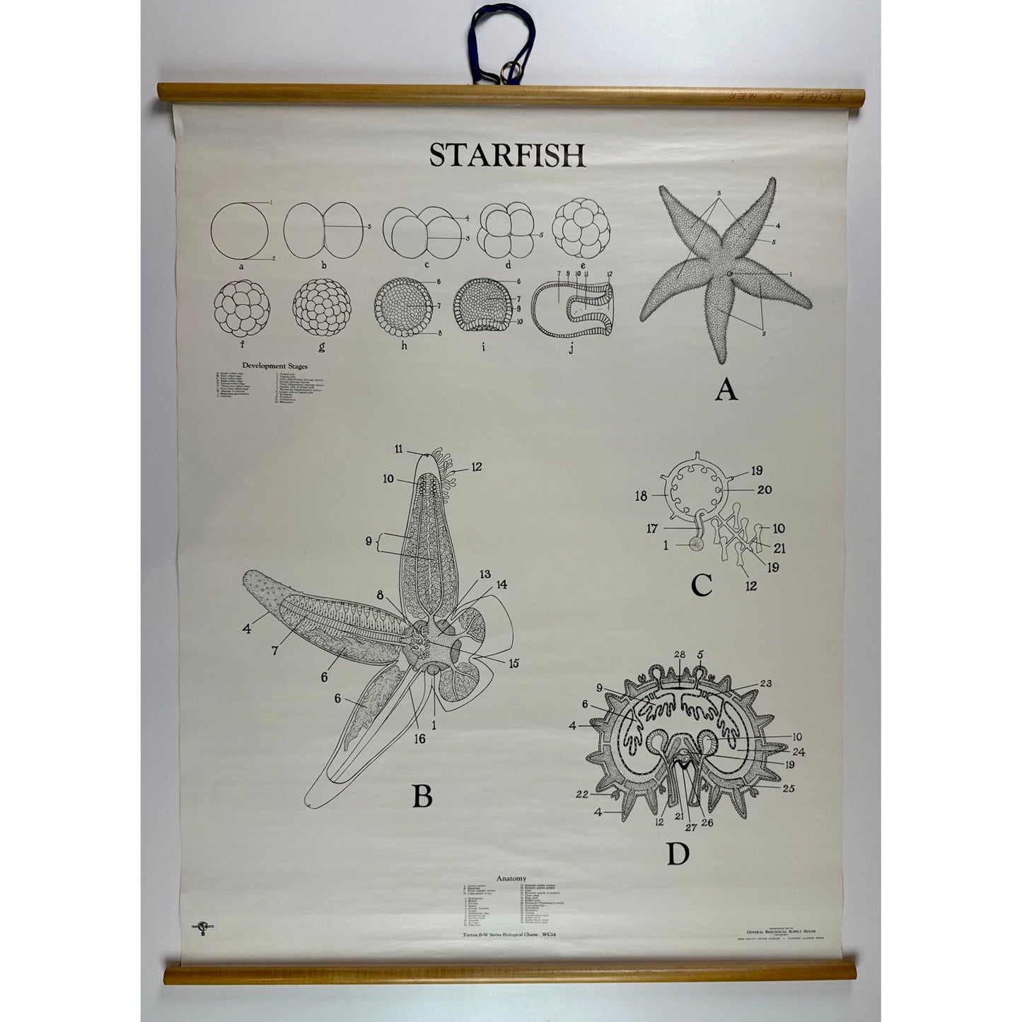 ORIGINAL POSTER - 1950s - BIOLOGICAL SCHOOL CHART / STARFISH - WC24