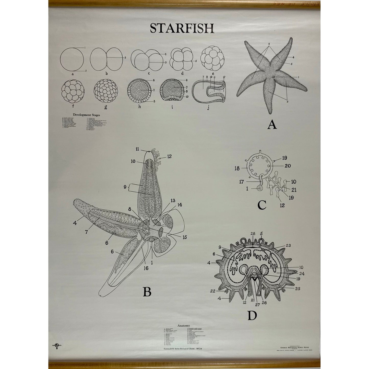 ORIGINAL POSTER - 1950s - BIOLOGICAL SCHOOL CHART / STARFISH - WC24