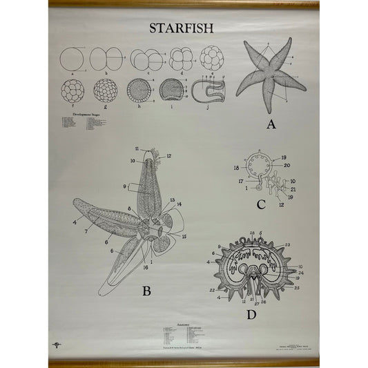 ORIGINAL POSTER - 1950s - BIOLOGICAL SCHOOL CHART / STARFISH - WC24