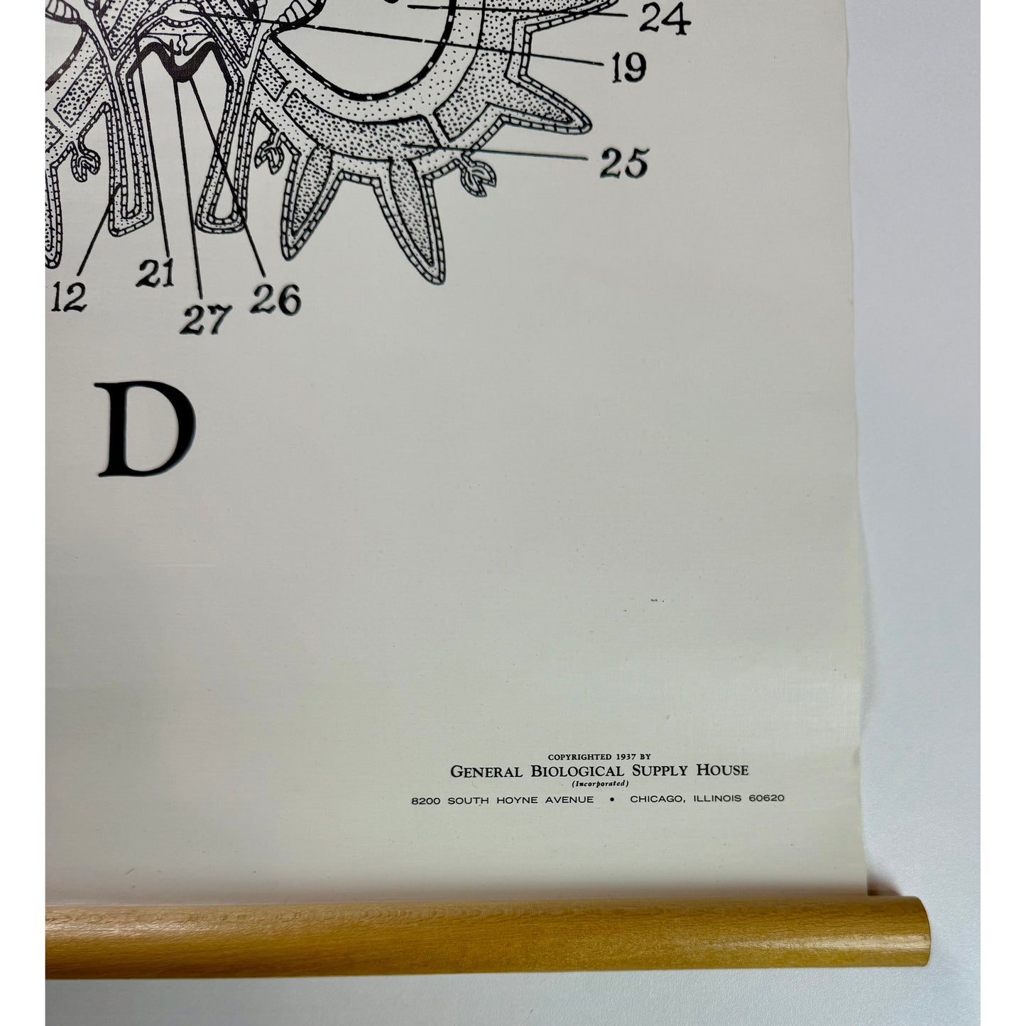 ORIGINAL POSTER - 1950s - BIOLOGICAL SCHOOL CHART / STARFISH - WC24