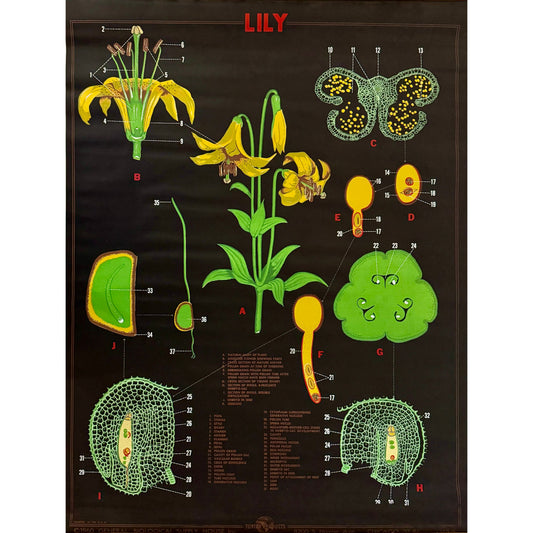 ORIGINAL POSTER - 1960s - BIOLOGICAL SCHOOL CHART / LILY