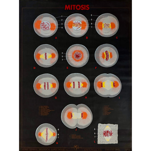ORIGINAL POSTER - 1960s - BIOLOGICAL SCHOOL CHART / MITOSIS