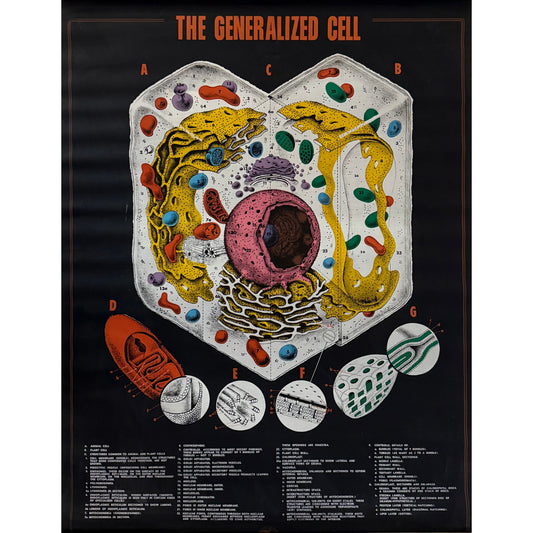 ORIGINAL POSTER - 1960s - BIOLOGICAL SCHOOL CHART / THE GENERALIZED CELL