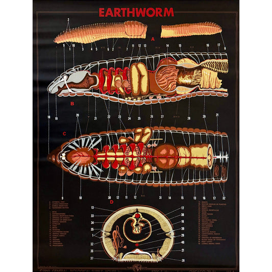 ORIGINAL POSTER - 1960s - BIOLOGICAL SCHOOL CHART / EARTHWORM