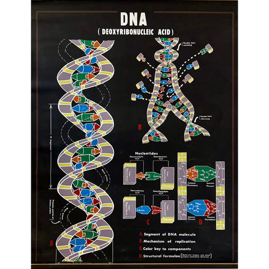ORIGINAL POSTER - 1960s - BIOLOGICAL SCHOOL CHART / DNA