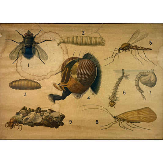 ORIGINAL POSTER - 1930s - BIOLOGICAL SCHOOL CHART / FLY & MOSQUITO (No 6)