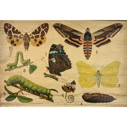 ORIGINAL POSTER - 1930s - BIOLOGICAL SCHOOL CHART / BUTTERFLIES (No 5)