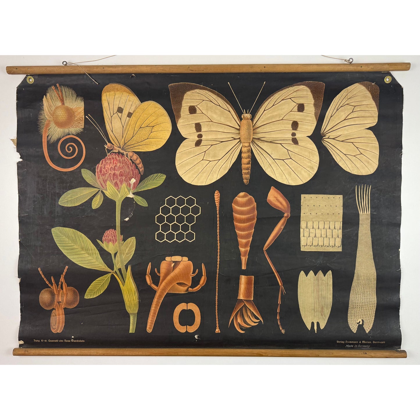 ORIGINAL POSTER - 1930s - BIOLOGICAL SCHOOL CHART / WHITE CABBAGE BUTTERFLY
