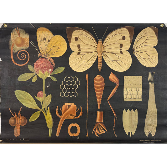 ORIGINAL POSTER - 1930s - BIOLOGICAL SCHOOL CHART / WHITE CABBAGE BUTTERFLY
