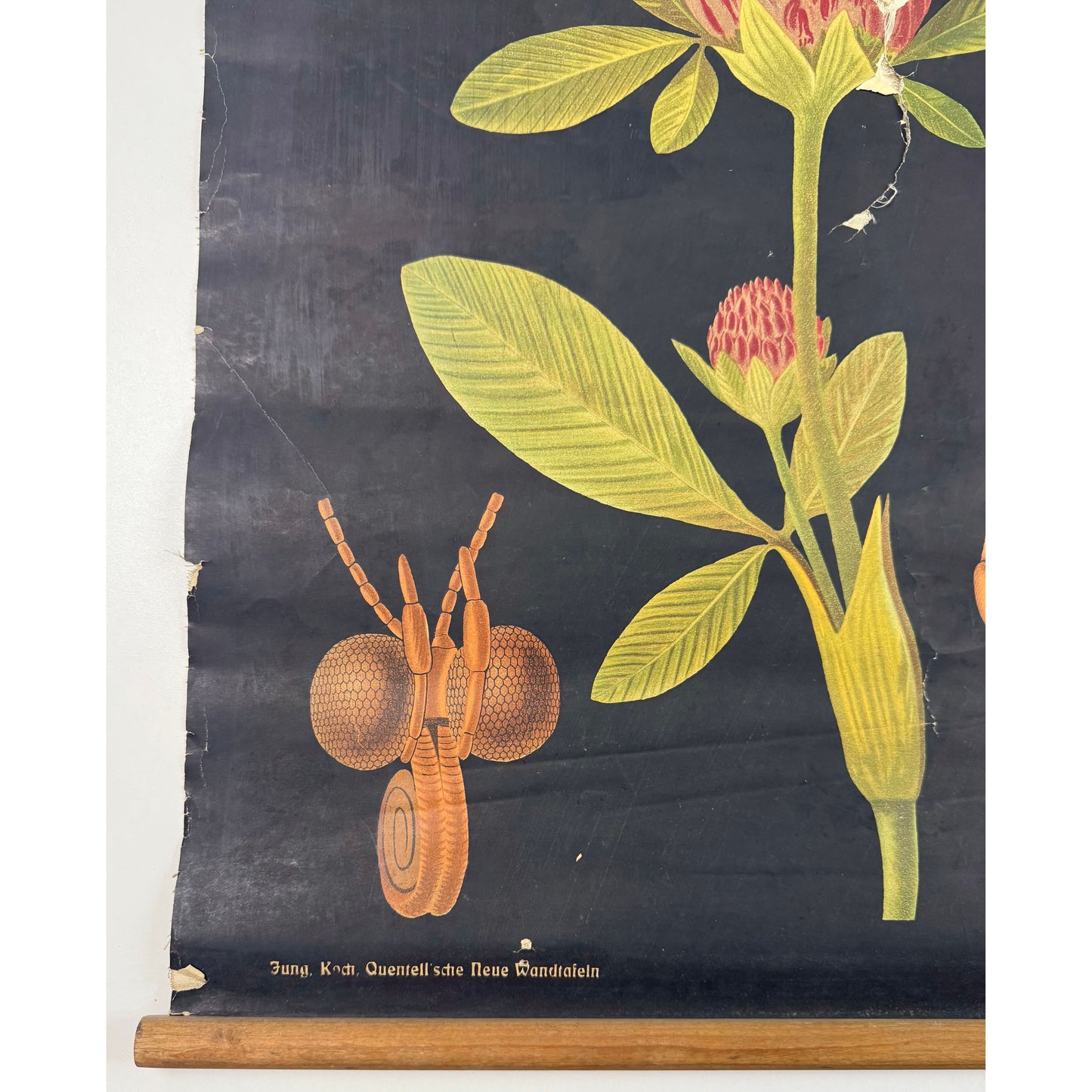 ORIGINAL POSTER - 1930s - BIOLOGICAL SCHOOL CHART / WHITE CABBAGE BUTTERFLY