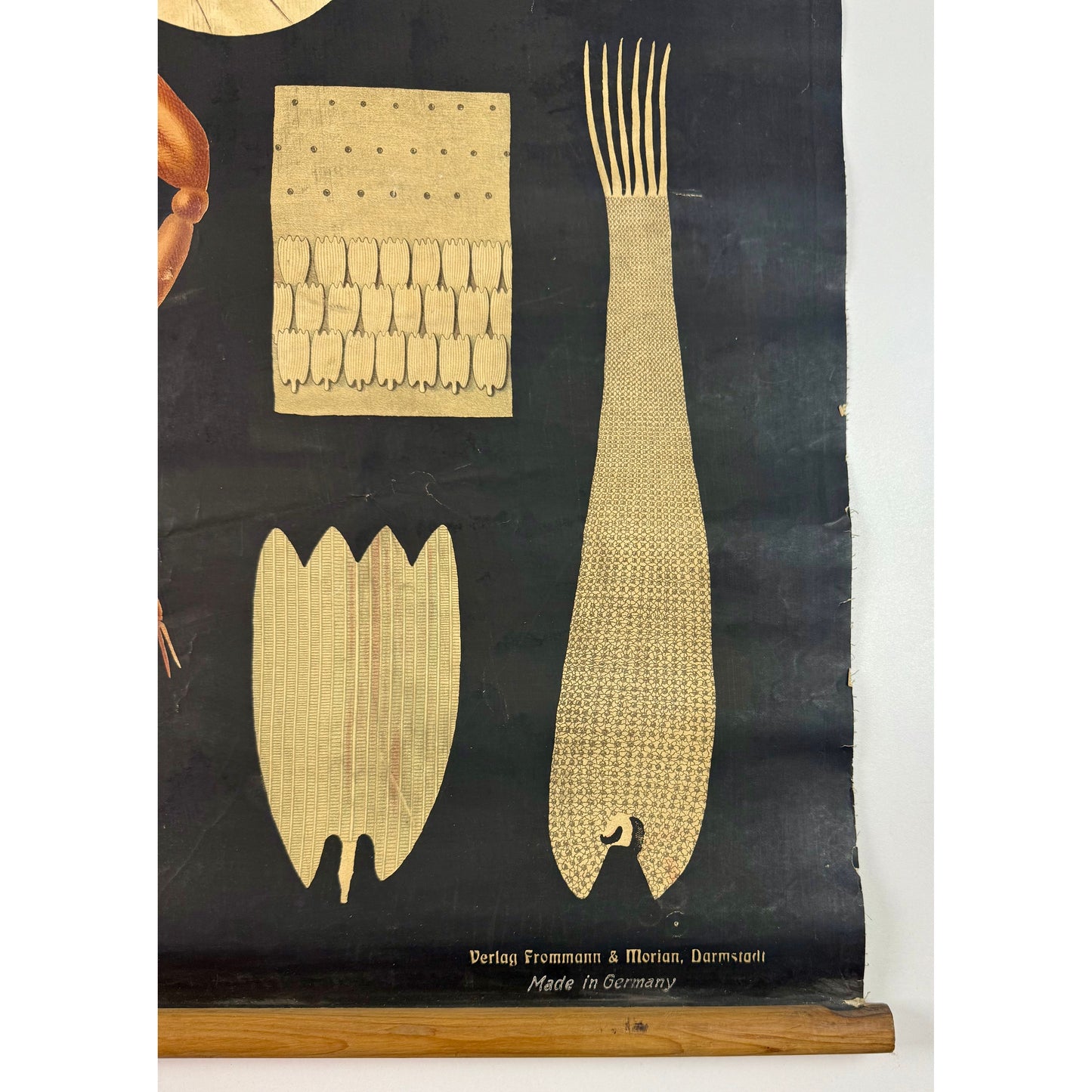 ORIGINAL POSTER - 1930s - BIOLOGICAL SCHOOL CHART / WHITE CABBAGE BUTTERFLY