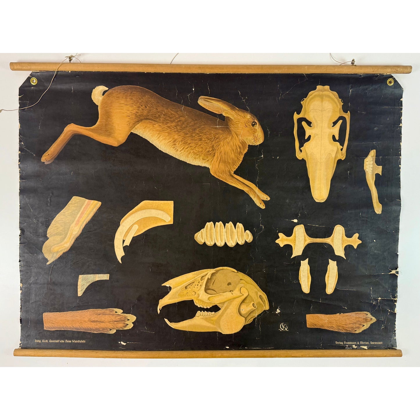 ORIGINAL POSTER - 1930s - BIOLOGICAL SCHOOL CHART / RABBIT