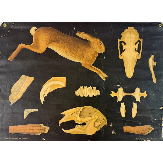 ORIGINAL POSTER - 1930s - BIOLOGICAL SCHOOL CHART / RABBIT