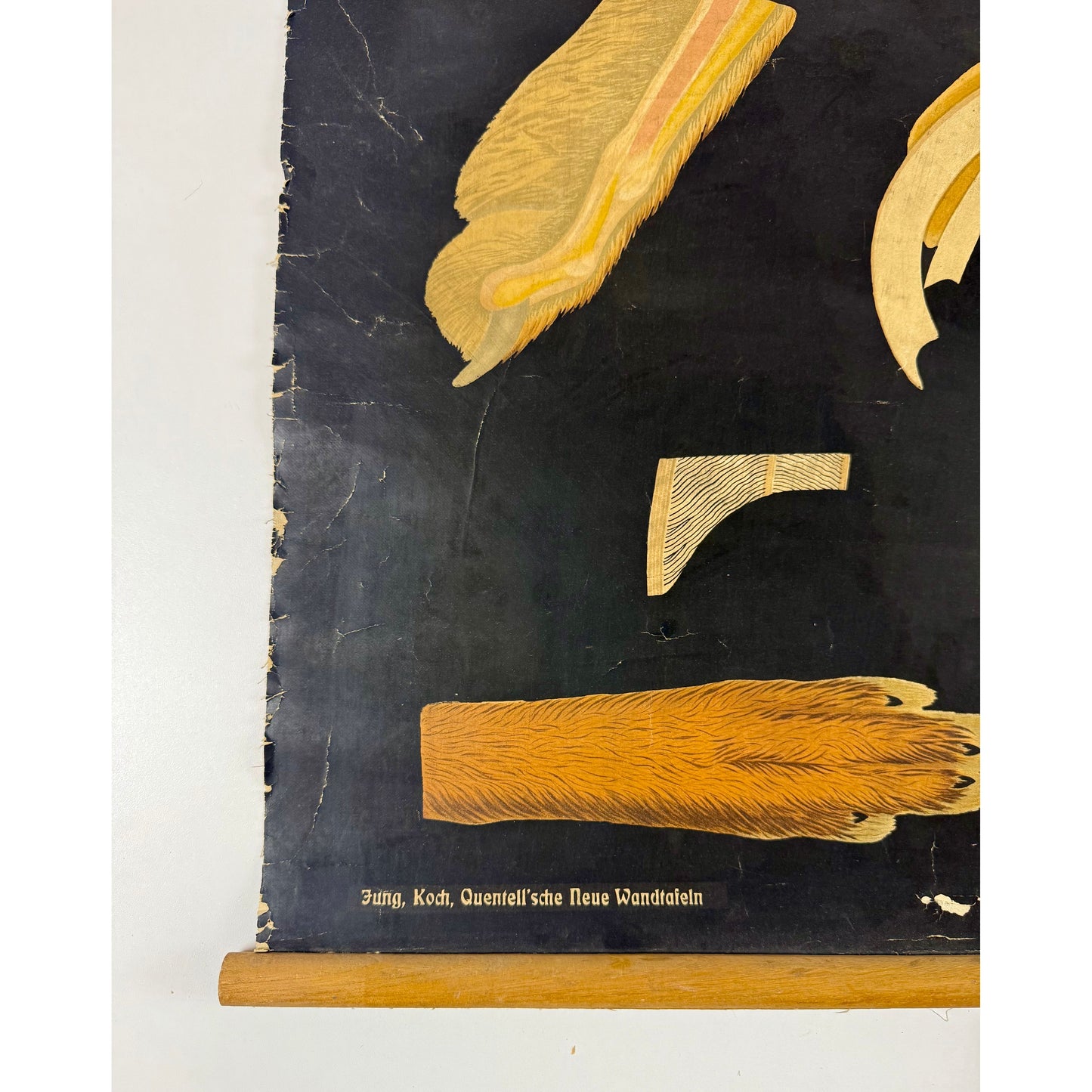 ORIGINAL POSTER - 1930s - BIOLOGICAL SCHOOL CHART / RABBIT